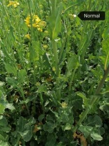 EM führt zu Mehrertrag und Mehrerlös EM führt zu Mehrertrag und Mehrerlös