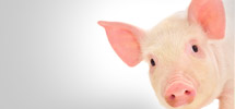 ID-330_Einleitung-Schweine