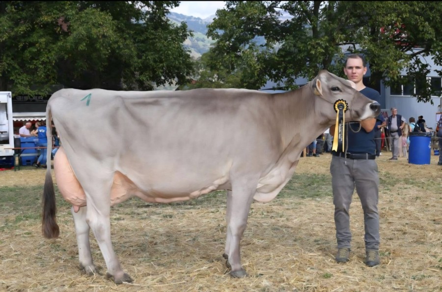 Vize Champion Braunvieh Vize Champion Braunvieh